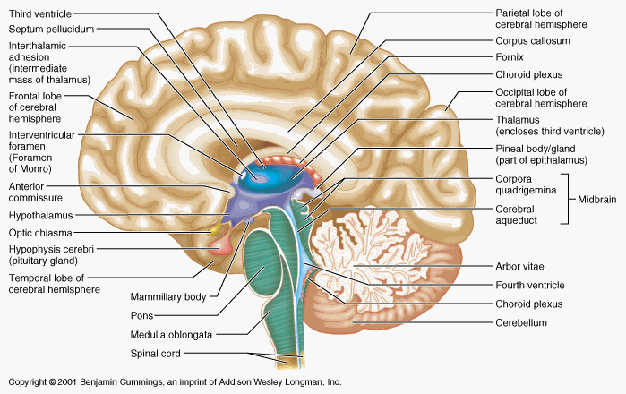 human-brain-anatomys